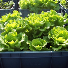 东莞&ldquo;致丽ZOLLY&rdquo;牌水土混培种植箱，种菜箱/带营养土