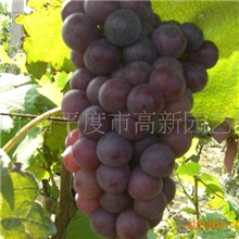 供5万株13806421132