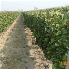 供占地葡萄苗100万株13406427868-13806421132