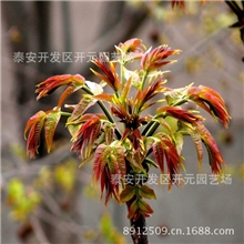 供应红油香椿苗15069820002香椿苗基地