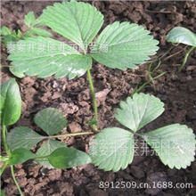 红颜草莓苗15069820002草莓苗基地