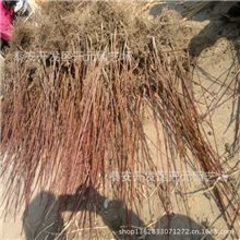 苹果苗基地15069820002嫁接苹果苗苹果原生苗