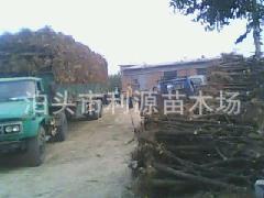 枣树苗---哪里卖-----就到沧州泊头市利源苗木场