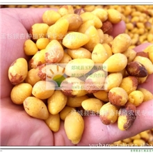 江苏银杏直供冻干银杏仁外观颜色均匀卖相好五谷磨坊用冻干银杏仁