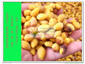 散装干果批发银杏干果五谷磨坊用养生延年抗衰老干果冻干银杏仁