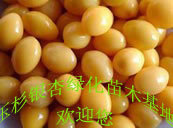 供应银杏干仁|白果干仁|速冻银杏仁|白果仁（延缓衰老美容养颜）