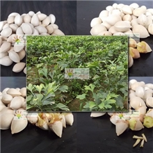 山东临沂郯城供应农作物种子种苗-银杏种子|白果种子（实物图片）