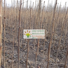 山东供应现挖现卖银杏苗|80公分高度银杏苗提供种植技术银杏苗