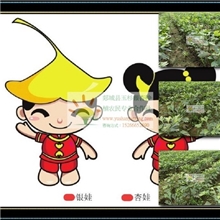 北京银杏种子批发丹东银杏树种子纯度高|货到付款丹东银杏树种子