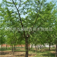 出售12公分75公分土球看树定价格指树挖树树型好质量优成活好