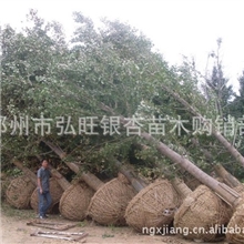 大量出售14公分银杏树苗树型好冠幅圆满土球符合标准上车付款