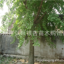 银杏树天下银杏第1园江苏省邳州市12公分银杏树银杏树银杏果