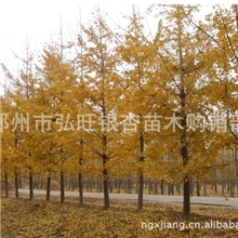 弘旺银杏亲情提供米径10公分银杏实生树土球65公分冠幅3-4米