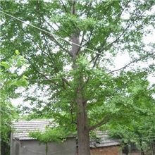出售18公分银杏树高度10米白果树公孙树包办手续服务到家