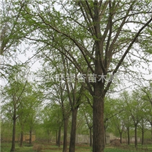 23公分银杏实生树树型中等弘旺银杏苗木提供保质量包成活三包