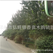 国槐雪松银杏银杏树10银杏苗木全国最大最全的苗木基地