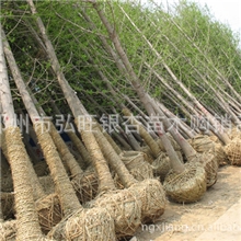 中国银杏苗木第一园14公分银杏树中上等树型包上车包手续保成活