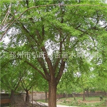 出售胸径16公分银杏树保健食品银杏茶叶银杏树根药材等