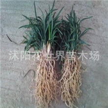 大量供应矮麦冬日本矮叶麦冬日本矮花麦冬草玉龙草耐寒地被