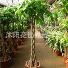 特价销售花卉园艺室内高档盆栽-发财树-送礼乔迁皆宜