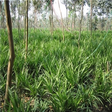 供应优质草坪种子麦冬草草坪种子批发麦冬草草坪种子包邮
