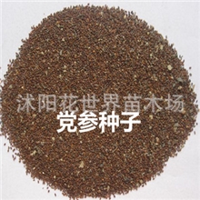 批发供应药材种子党参种子丹参种子当年新采收20斤包邮首重