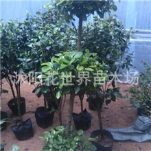 批发高档观赏型植物摇钱树造型树榕树1.5米金钱树