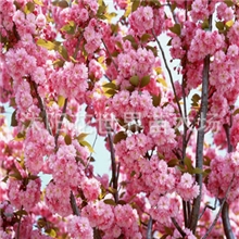 大量供应各种规格樱花树苗雪松龙柏黄杨萱草