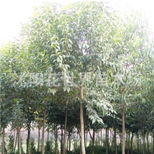 供应【大叶女贞】金叶女贞苗大叶女贞小苗种子批发