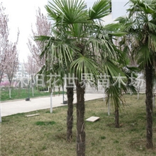 供应棕榈类植物1米棕榈/1.5以上棕榈树/芭蕉树等