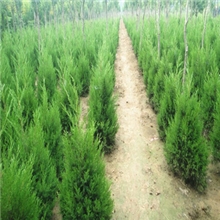 基地供应【2米蜀桧桧柏圆柏北京桧】等行道绿化苗木