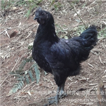 乌黑、脚细、鸡冠直立、抗病力强、五黑羽土乌骨鸡苗