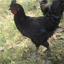 乌黑细脚乌骨鸡