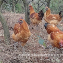 供散养乌骨鸡细脚土鸡