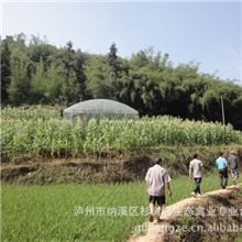 杉树湾牌野鸡诚招区域代理，加盟，提供土地种养服务。