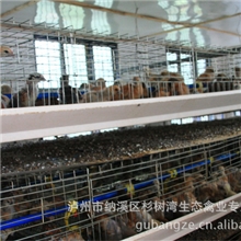 黄羽细脚土乌骨鸡、土鸡、草鸡、鸡苗