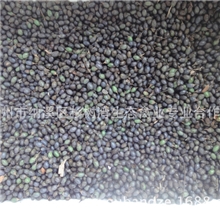 细叶桢楠种子苗木