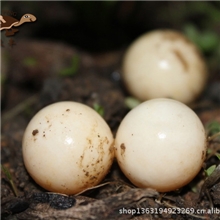 正宗中华鳖蛋/吉农丰精品中华鳖蛋/甲鱼蛋/王八蛋/10克