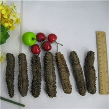 批发进口海参方刺参/四方刺15头/斤/420元产地直销印尼海味行