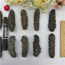 批发野生进口海参梅花参刺参20-30头/斤/330元海味干货印尼