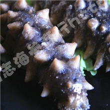 供应大连特产海参批发即食海参高档海参送礼首选