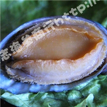 精品推荐大连特产10头即食鲍鱼鲍鱼有限公司鲍鱼批发