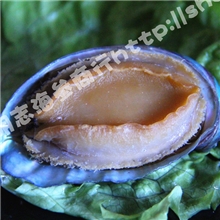 精品推荐大连鲍鱼即食鲍鱼精品大鲍鱼5-6头