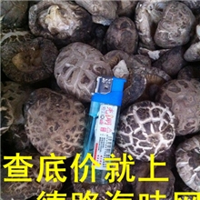 茶花菇5厘米货中等够干比较香一件=500克