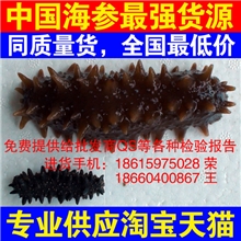 海产品干货|最强淘宝货源|淡干海参|六排刺红参|野生海参批发