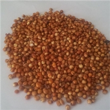 澳大利亚红高粱