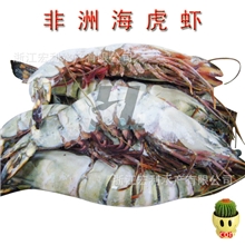 【供应批发】非洲野生海虎虾进口虾冰冻虾高档美食海鲜