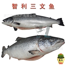 【供应批发】进口三文鱼5-9公斤智利海鲜冷冻水产品健脾胃