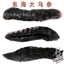 【供应批发】海参东海大乌参水产品海鲜批发野生大乌参