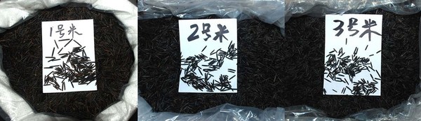 三亚批发加拿大黑米，苏比利尔野米，3号美国冰湖野米，北美菰米